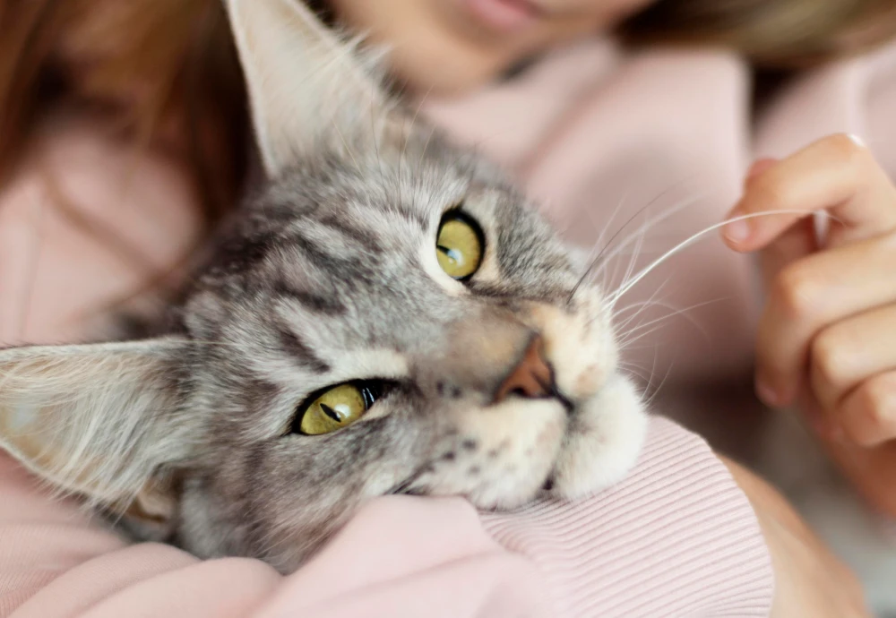 cameras to watch pets