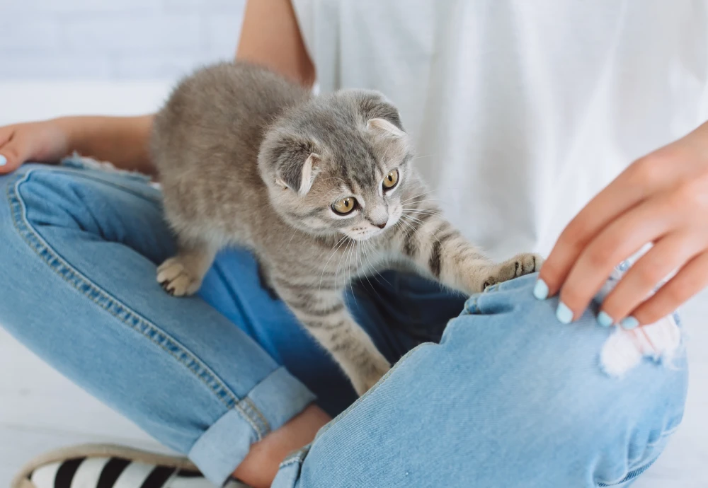 cameras to watch pets