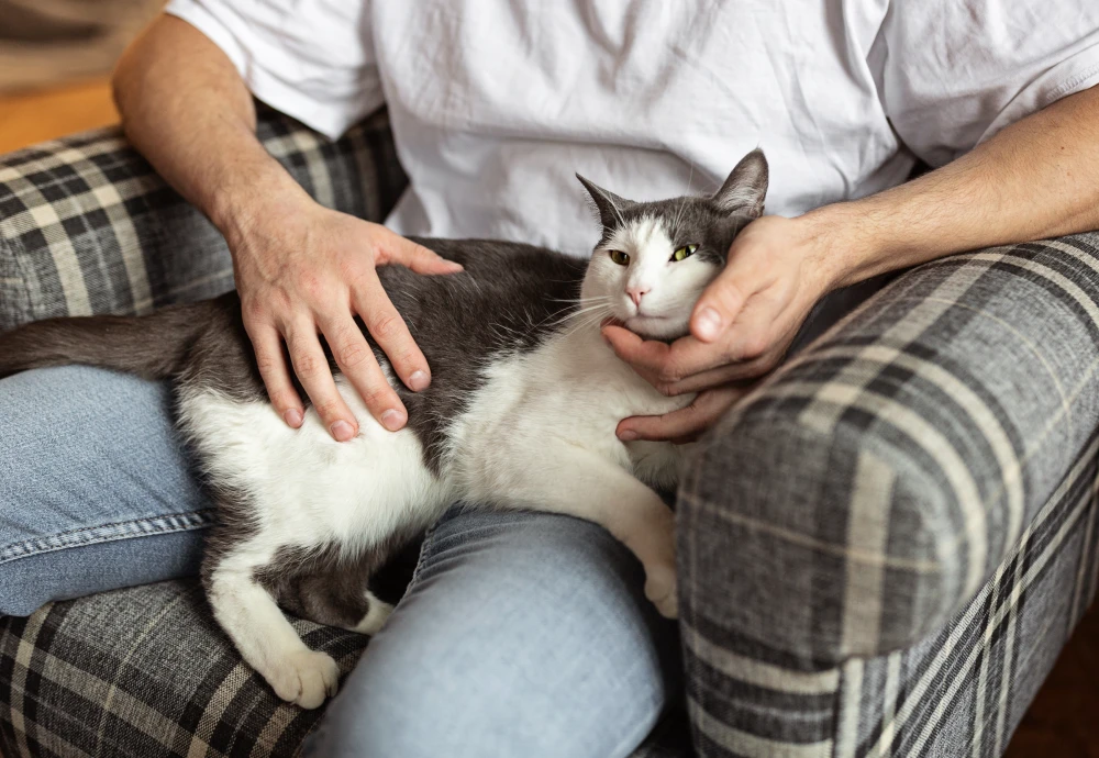 video camera for watching pets